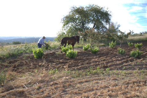 Labrando en las Arribes